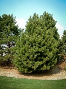 Сосна Чёрная (Pinus Nigra) купить по цене от 270.00р. в интернет-магазине «Посадика» с доставкой почтой в в Спасск-Дальнийе и по всей России – [изображение №1].