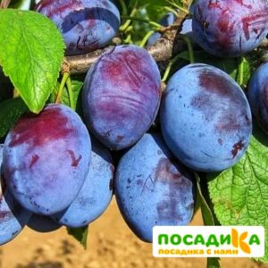 Слива Чачакская ранняя купить по цене от 229.00р. в интернет-магазине «Посадика» с доставкой почтой в в Спасск-Дальнийе и по всей России – [изображение №1].