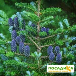 Пихта корейская (Abies koreana) купить по цене от 450.00р. в интернет-магазине «Посадика» с доставкой почтой в в Спасск-Дальнийе и по всей России – [изображение №1].