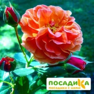 Роза Арабия купить по цене от 350.00р. в интернет-магазине «Посадика» с доставкой почтой в в Спасск-Дальнийе и по всей России – [изображение №1].