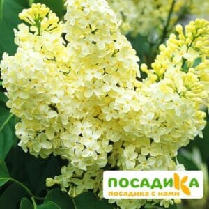 Сирень Примроуз (Primrose) купить по цене от 529.00р. в интернет-магазине «Посадика» с доставкой почтой в в Спасск-Дальнийе и по всей России – [изображение №1].