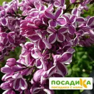 Сирень Сенсация купить по цене от 529.00р. в интернет-магазине «Посадика» с доставкой почтой в в Спасск-Дальнийе и по всей России – [изображение №1].