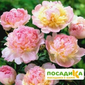 Пион Распберри Сандей (Paeonia Raspberry Sundae) купить по цене от 959р. в интернет-магазине «Посадика» с доставкой почтой в в Спасск-Дальнийе и по всей России – [изображение №1].