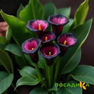 Калла Аура Лейс купить по цене от 400р. в интернет-магазине «Посадика» с доставкой почтой в в Спасск-Дальнийе и по всей России – [изображение №1].