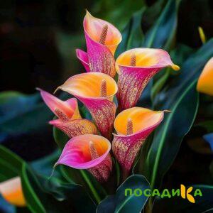 Калла Оникс купить по цене от 450р. в интернет-магазине «Посадика» с доставкой почтой в в Спасск-Дальнийе и по всей России – [изображение №1].