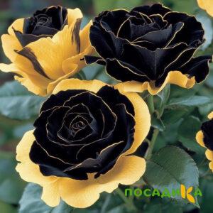 Роза Ханни Сикл купить по цене от 700р. в интернет-магазине «Посадика» с доставкой почтой в в Спасск-Дальнийе и по всей России – [изображение №1].