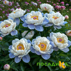 Пион акварельный Этюд купить по цене от 806р. в интернет-магазине «Посадика» с доставкой почтой в в Спасск-Дальнийе и по всей России – [изображение №1].