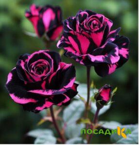 Роза Багровый Шепот купить по цене от 366р. в интернет-магазине «Посадика» с доставкой почтой в в Спасск-Дальнийе и по всей России – [изображение №1].