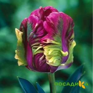 Тюльпан Экзотик Хэвен купить по цене от 186р. в интернет-магазине «Посадика» с доставкой почтой в в Спасск-Дальнийе и по всей России – [изображение №1].