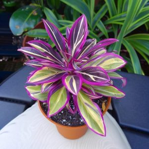 Хоста Сильвер Стик купить по цене от 650р. в интернет-магазине «Посадика» с доставкой почтой в в Спасск-Дальнийе и по всей России – [изображение №1].