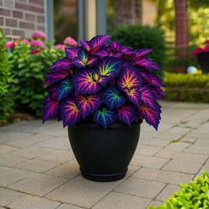 Хоста Фрости Блю купить по цене от 389р. в интернет-магазине «Посадика» с доставкой почтой в в Спасск-Дальнийе и по всей России – [изображение №1].