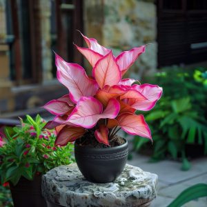 Хоста Розовая Симфония купить по цене от 800р. в интернет-магазине «Посадика» с доставкой почтой в в Спасск-Дальнийе и по всей России – [изображение №1].