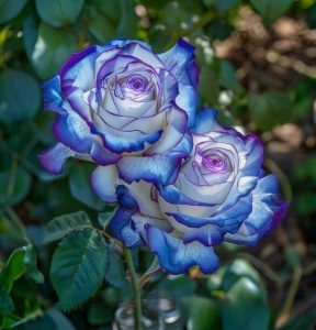 Роза Пэтолз Хоуп купить по цене от 333р. в интернет-магазине «Посадика» с доставкой почтой в в Спасск-Дальнийе и по всей России – [изображение №1].