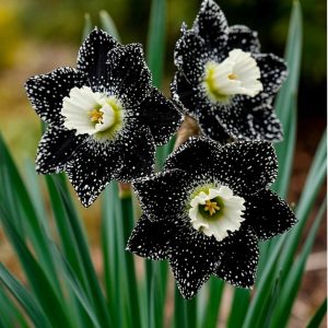 Нарцисс Кассата купить по цене от 372р. в интернет-магазине «Посадика» с доставкой почтой в в Спасск-Дальнийе и по всей России – [изображение №1].