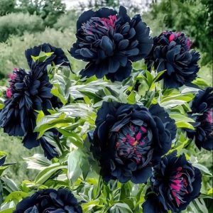 Пион древовидный Сердце Афродиты купить по цене от 600р. в интернет-магазине «Посадика» с доставкой почтой в в Спасск-Дальнийе и по всей России – [изображение №1].