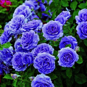 Роза Блю Мун купить по цене от 450р. в интернет-магазине «Посадика» с доставкой почтой в в Спасск-Дальнийе и по всей России – [изображение №1].