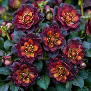 Морозник Сноу Дроп купить по цене от 348р. в интернет-магазине «Посадика» с доставкой почтой в в Спасск-Дальнийе и по всей России – [изображение №1].