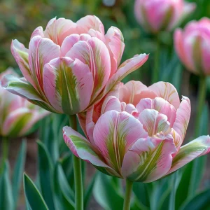 Тюльпан Аврора Принцес купить по цене от 345р. в интернет-магазине «Посадика» с доставкой почтой в в Спасск-Дальнийе и по всей России – [изображение №1].