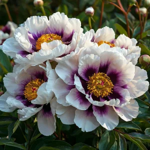 Пион Эко Саммер купить по цене от 548р. в интернет-магазине «Посадика» с доставкой почтой в в Спасск-Дальнийе и по всей России – [изображение №1].