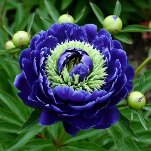 Пион Дримвивер купить по цене от 417р. в интернет-магазине «Посадика» с доставкой почтой в в Спасск-Дальнийе и по всей России – [изображение №1].