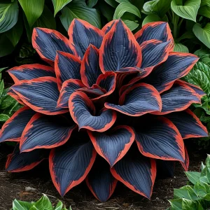 Хоста Солнечный Агат купить по цене от 440р. в интернет-магазине «Посадика» с доставкой почтой в в Спасск-Дальнийе и по всей России – [изображение №1].