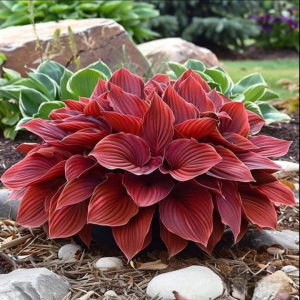 Хоста Рэд Эйнджл купить по цене от 549р. в интернет-магазине «Посадика» с доставкой почтой в в Спасск-Дальнийе и по всей России – [изображение №1].