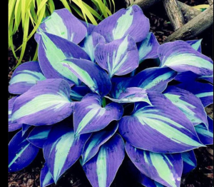 Хоста Аурелия купить по цене от 450р. в интернет-магазине «Посадика» с доставкой почтой в в Спасск-Дальнийе и по всей России – [изображение №1].