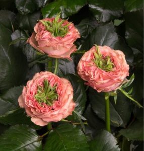 Роза Амбер Инчант купить по цене от 495р. в интернет-магазине «Посадика» с доставкой почтой в в Спасск-Дальнийе и по всей России – [изображение №1].