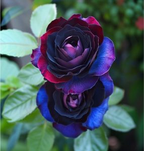 Роза Скарлет Рэвери купить по цене от 489р. в интернет-магазине «Посадика» с доставкой почтой в в Спасск-Дальнийе и по всей России – [изображение №1].