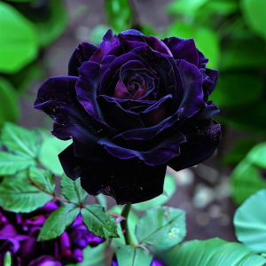 Роза Блэк Пантер купить по цене от 319р. в интернет-магазине «Посадика» с доставкой почтой в в Спасск-Дальнийе и по всей России – [изображение №1].