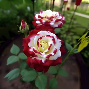 Роза Роял Глом купить по цене от 401р. в интернет-магазине «Посадика» с доставкой почтой в в Спасск-Дальнийе и по всей России – [изображение №1].