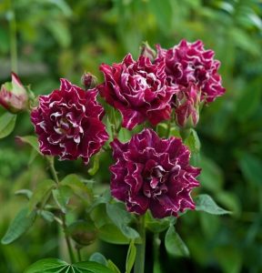 Роза Опаловый Пейзаж купить по цене от 490р. в интернет-магазине «Посадика» с доставкой почтой в в Спасск-Дальнийе и по всей России – [изображение №1].