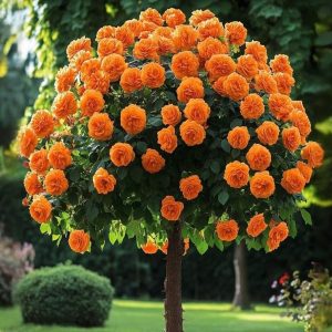 Роза Солнечный Шарм купить по цене от 349р. в интернет-магазине «Посадика» с доставкой почтой в в Спасск-Дальнийе и по всей России – [изображение №1].