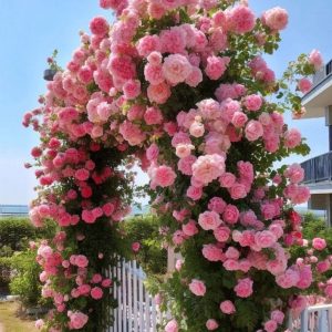 Роза Пастель Розе купить по цене от 605р. в интернет-магазине «Посадика» с доставкой почтой в в Спасск-Дальнийе и по всей России – [изображение №1].