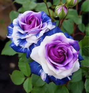 Роза Айвори Каскад купить по цене от 420р. в интернет-магазине «Посадика» с доставкой почтой в в Спасск-Дальнийе и по всей России – [изображение №1].