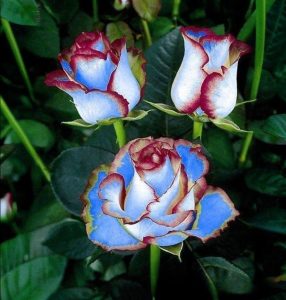 Роза Сафайер Пэтл купить по цене от 450р. в интернет-магазине «Посадика» с доставкой почтой в в Спасск-Дальнийе и по всей России – [изображение №1].