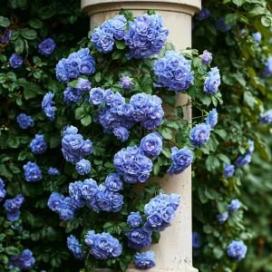 Роза плетистая Блю Перпл купить по цене от 540р. в интернет-магазине «Посадика» с доставкой почтой в в Спасск-Дальнийе и по всей России – [изображение №1].